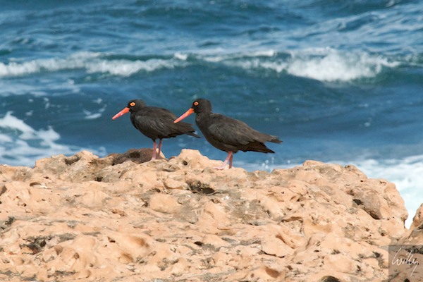 AustraliaPerth 10  108